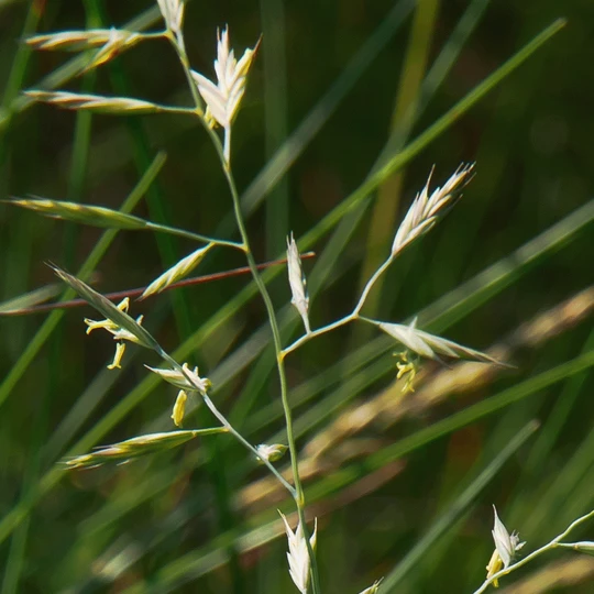 MRS Seeds & Mixtures Schapegras