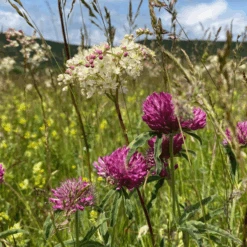 ECOstyle Aaltjes Tegen Larven Wortel-/preivlieg