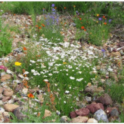 MRS Seeds & Mixtures Type M6 - Bloeiende Voegen