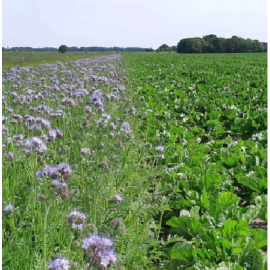 De Wiltfang Graskantenschaar Met 3 Standen - Afbeelding 2