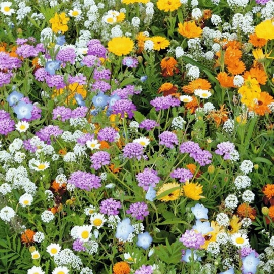 MRS Seeds & Mixtures Rotstuinen Bloemenmix 1 Jarig