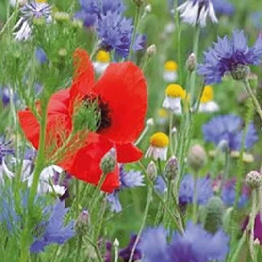 MRS Seeds & Mixtures Bloemenmengsel Inheems - Afbeelding 2