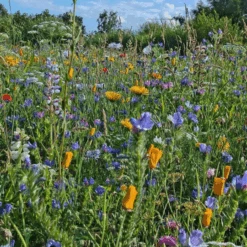 MRS Seeds & Mixtures B1 - Ruderaal Bloemenmengsel