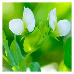 De Wiltfang Foxgloves Works Groen