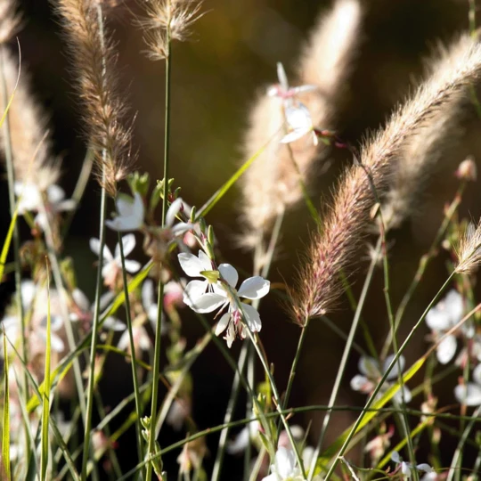 Talen Tools Talen Tools Vocht/pH/Lichtmeter