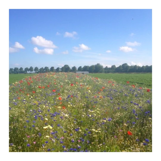 Ten Have Functionele Agro Biodiversiteit (FAB) Mengsel - Afbeelding 2