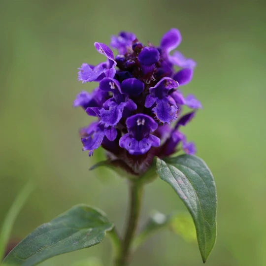 MRS Seeds & Mixtures Bosrand Bloemenmengsel Schaduw Inheems - Meerjarig - Afbeelding 2