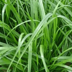 MRS Seeds & Mixtures Italiaans Raaigras