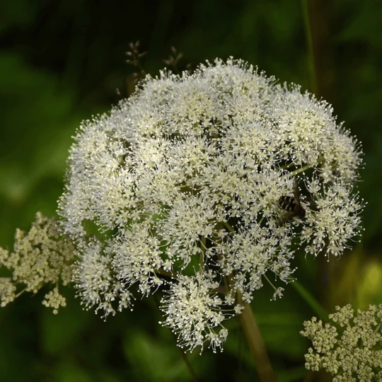MRS Seeds & Mixtures Bosrand Bloemenmengsel Schaduw Inheems - Meerjarig - Afbeelding 7