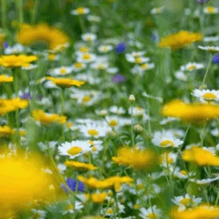 MRS Seeds & Mixtures G1 - Bloemrijk Graslandmengsel