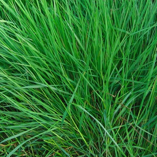 MRS Seeds & Mixtures OrgaMix Bodemverbeteraar