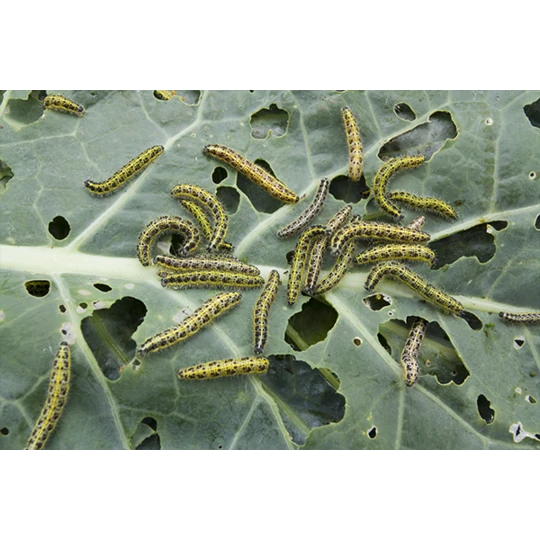 ECOstyle Aaltjes Tegen Rupsen - Afbeelding 3