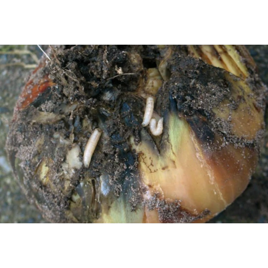 ECOstyle Aaltjes Tegen Larven Uienvlieg - Afbeelding 2