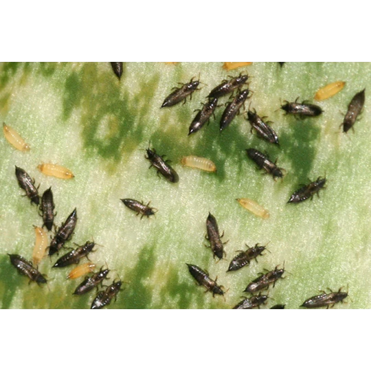 ECOstyle Aaltjes Tegen Trips - Afbeelding 2