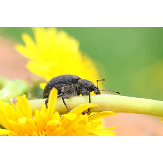 ECOstyle Aaltjes Val Tegen Taxuskever - Afbeelding 2