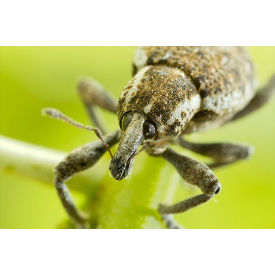 ECOstyle Aaltjes Val Tegen Taxuskever - Afbeelding 3