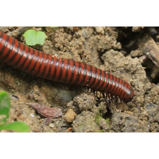 ECOstyle Aaltjes Tegen Miljoenpoten - Afbeelding 3