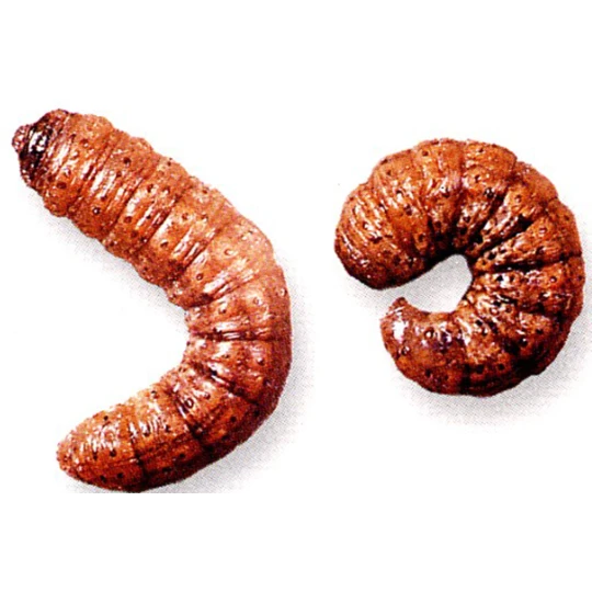 ECOstyle Aaltjes Tegen Aardrupsen - Afbeelding 2