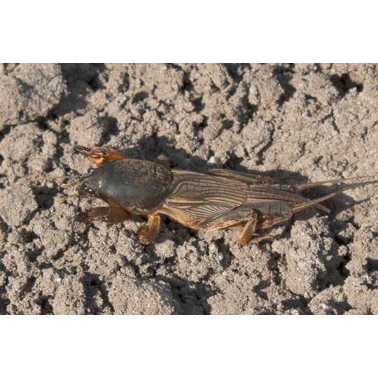 ECOstyle Aaltjes Tegen Veenmollen - Afbeelding 2