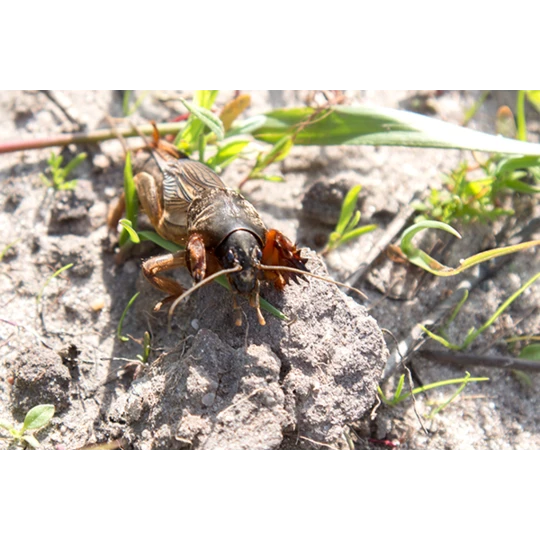 ECOstyle Aaltjes Tegen Veenmollen - Afbeelding 3