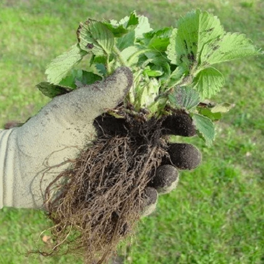 De Wiltfang Foxgloves Original - Afbeelding 8