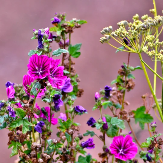 DCM Gazon Pur + Anti Mos 20 Kg