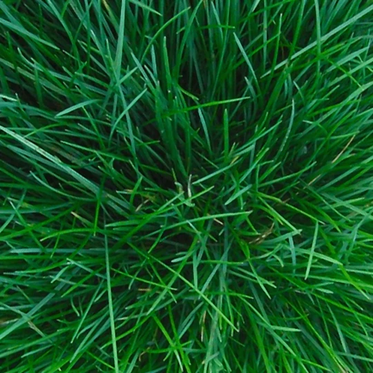 Burgon & Ball RHS Spade - Afbeelding 3